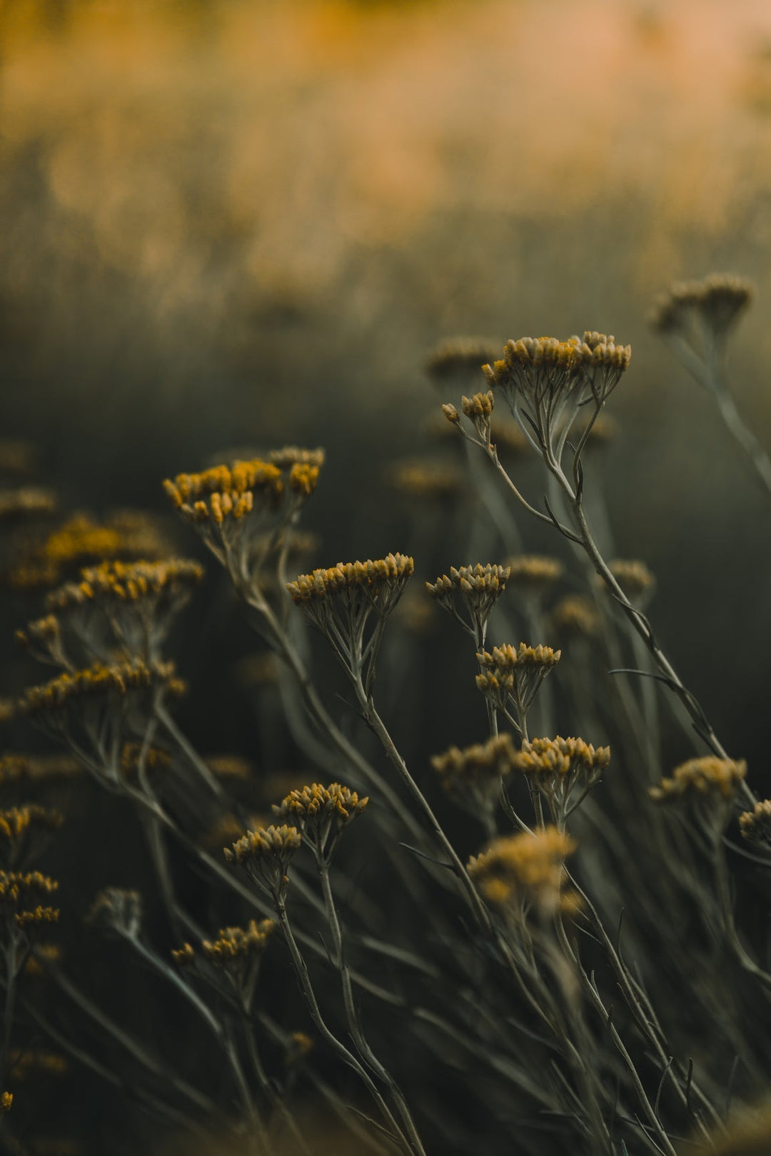 ganz neu: HYDRATING WILDFLOWER MASK