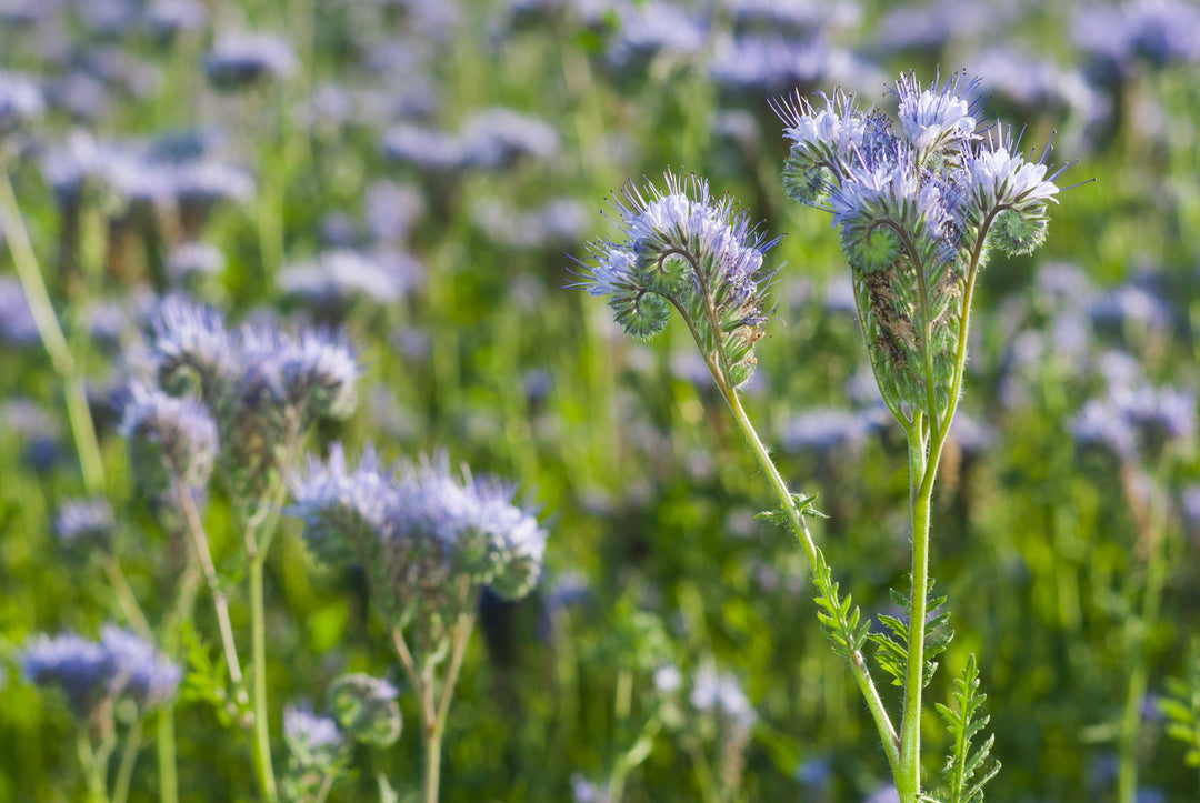 Blue Wonder Balm für intensive Regeneration während der Nacht