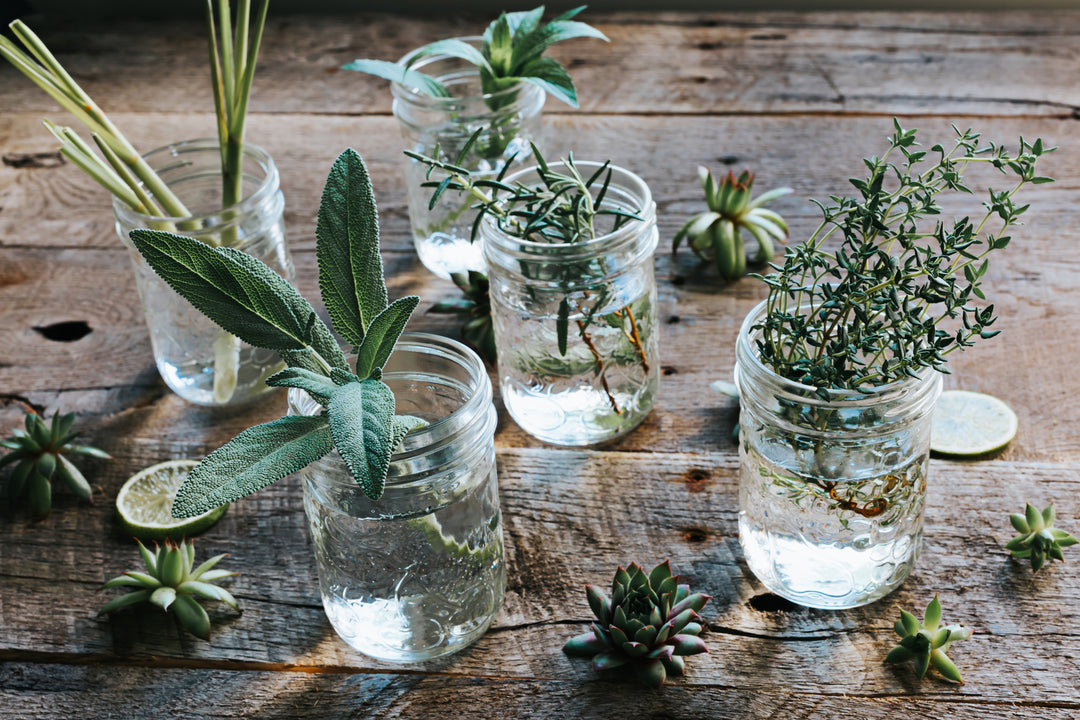 Die wunderbare Welt der Hydrolate: Natürliche Heilkraft für Körper, Geist, Seele und Haut