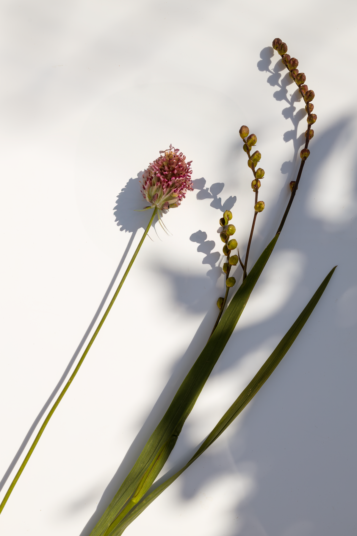 Duftkerzen und Aroma Roll-ons: unsere Dufterlebnisse und die Aromatherapie Benefits