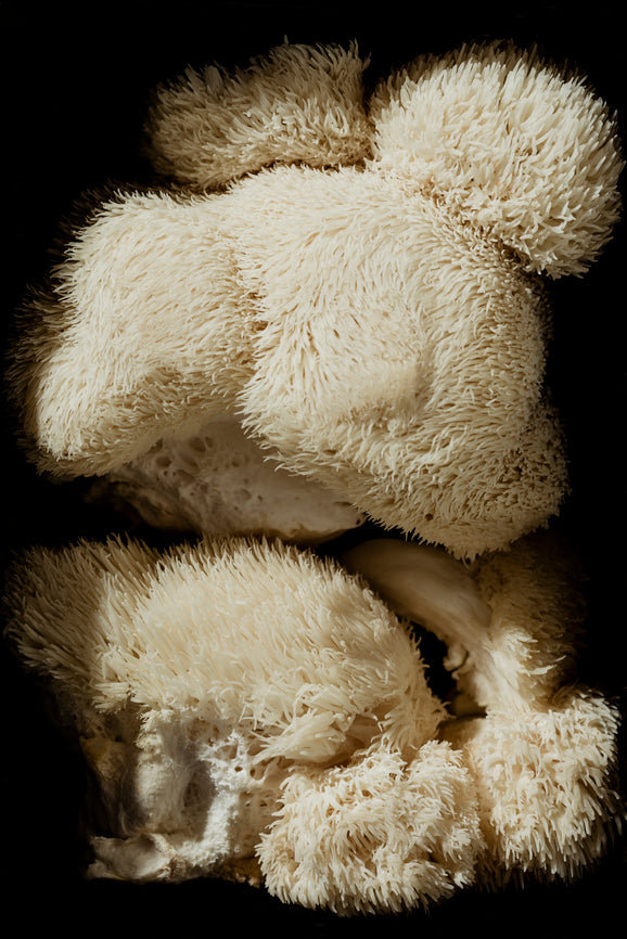 Lion's Mane: Das Wunder-Adaptogen für Deine Gesundheit und Vitalität