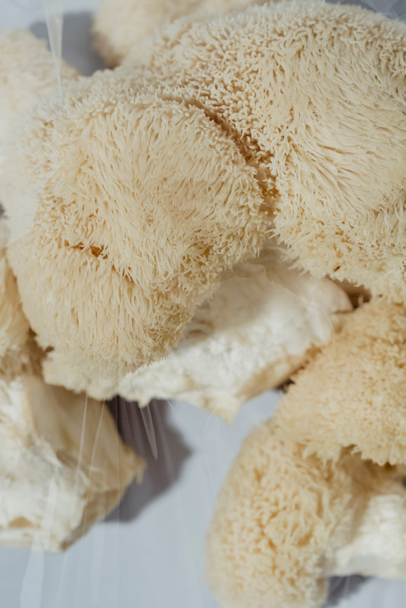Die Magischen Vier: Chaga, Reishi, Lion's Mane und Cordyceps
