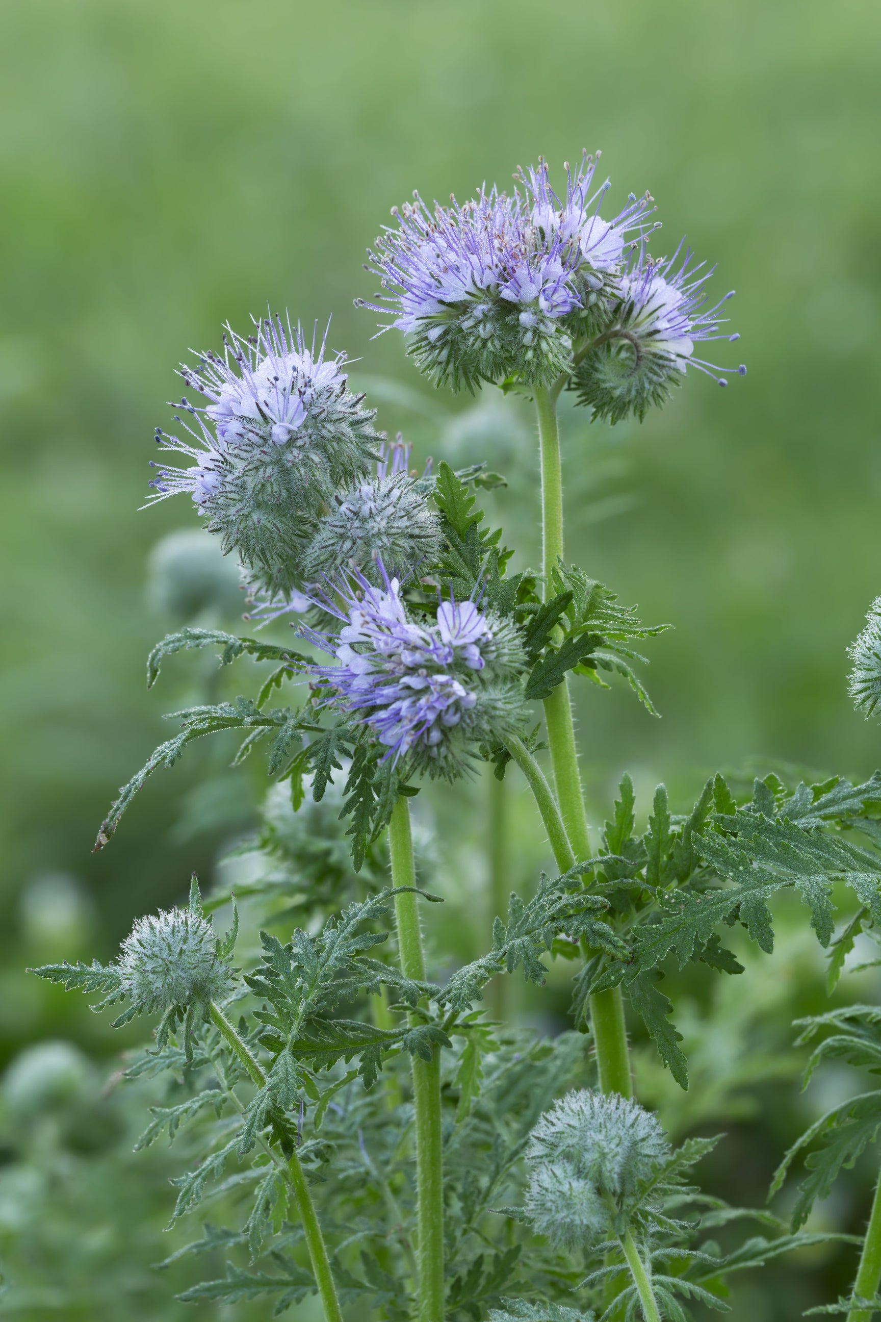 Alt: chamazulen blue tansy pflanze tanacetum annuum blaue blüten marokko hautpflege wirkstoff naturkosmetik 2025]
