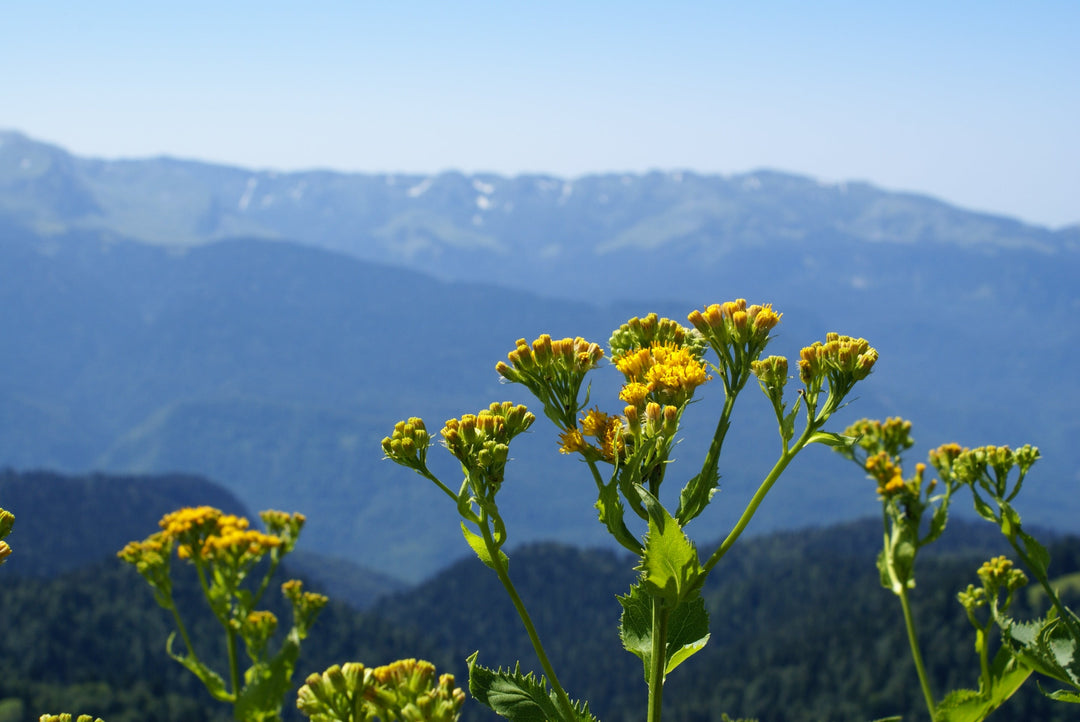 Blue Tansy Pflanze aus Marokko – die gelben Blüten ergeben bei der Destillation das charakteristische tiefblaue Blue Tansy Öl mit Chamazulen